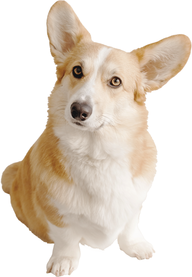 Corgi Dog Cutout